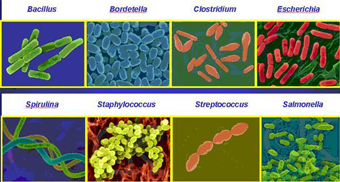 Chapter 10: Bacteria and Viruses - 7th Grade Science_Kile Mingo